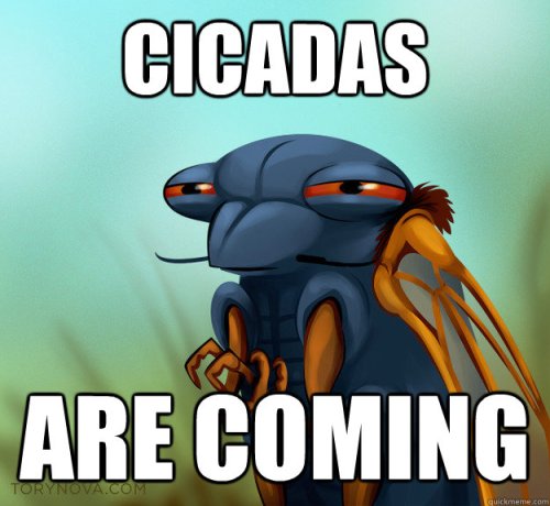 Cicadas Meme